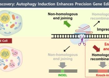 [1] World-First Discovery, Autophagy Induction Enhances Precision Gene Editing Efficiency
