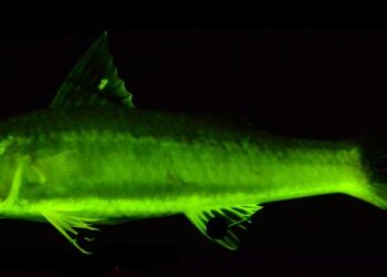 Ochre-banded goatfish