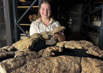 Fossilized sauropod gut content