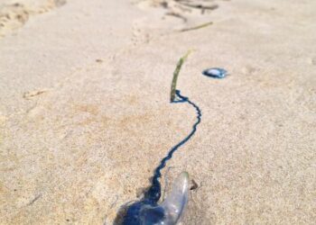 Bluebottle