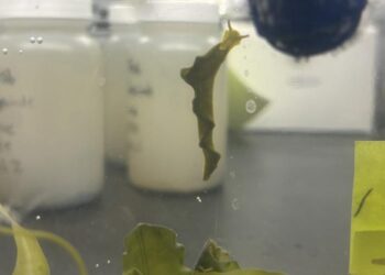 Sea Slug