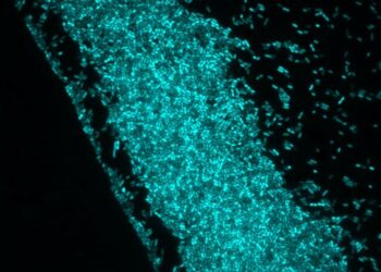 Photo-controlled bacteria