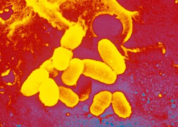 Corynebacterium