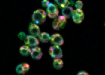 Rainbow yeast