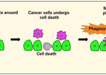 Header: The unexpected role of phagocytosis in fueling tumor growth