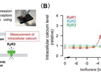Experimental schematic of calcium release detection and RyR1 activation by isoflurane