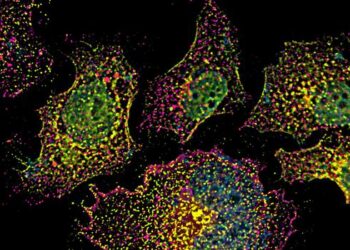 Endosomes