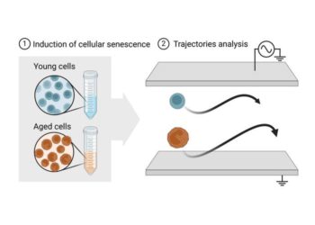 Label-free identification of cell ageing.