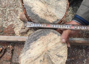 Chinese scientists report well-preserved fossil blue-stain fungus from the Jurassic
