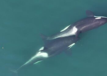 Two killer whales allokelping