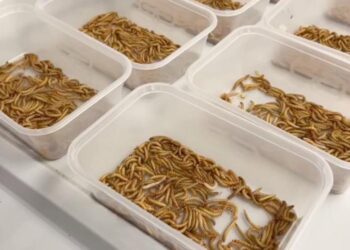 Mealworms