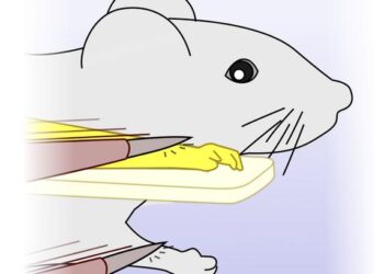 Mice can recognize an artificial limb as their own