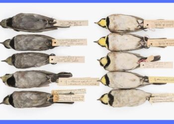 Historical bird samples from a museum collection.