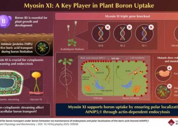 Myosin XI: A key player in plant boron uptake in plants