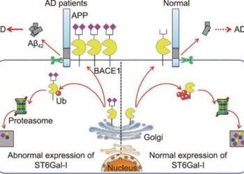 Model for the dysregulation of BACE1 and α2,6-sialylation in AD.