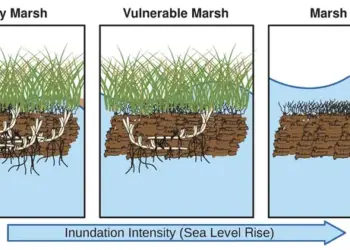 Marsh deterioration with sea-level rise graphic