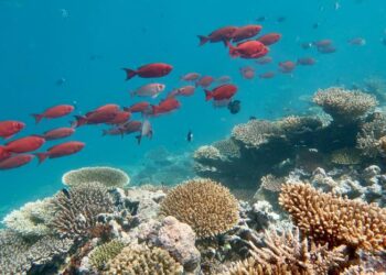 Coral reef in the Maldives