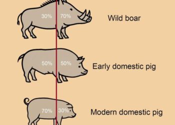 Body proportion transformation from wild boar to domestic pig.