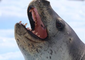 Leopard seal