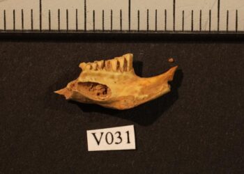 Ancient lemming