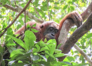 Orangutan napping