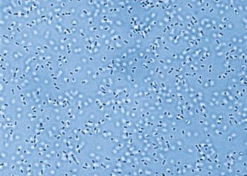 Pandoraea bacteria