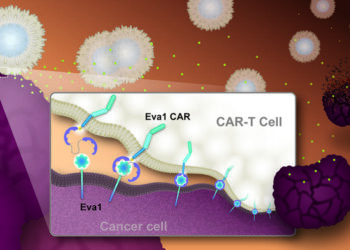 Eva1CAR-T cells can form more effective immune synapses