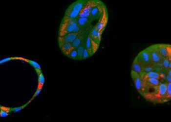 Scientists use gene editing to correct harmful mitochondrial mutations in human cells