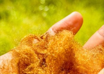 Golden sea silk
