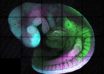 A developing mouse embryo expresses different genes (green, magenta, cyan) from head to tail, to generate different parts of the body