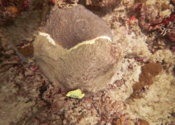 Great star coral infected with stony coral tissue loss disease