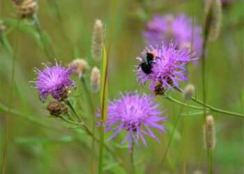 Red-tailed bumblebee (Bombus lapidarius) on flowering meadow knapweed