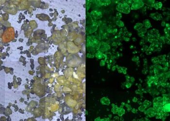 Colonization of sand by microorganisms.