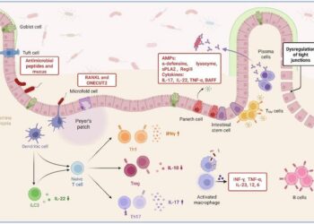 Interplay of Epithelial and Immune Cells in the Small Intestine