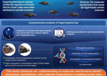 Unraveling the molecular machinery behind lip hypertrophy in cichlids