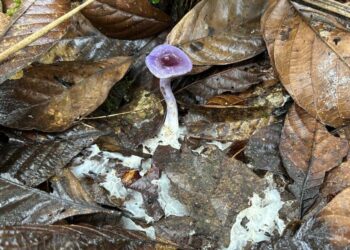 An ectomycorrhizal mushroom in Colombia