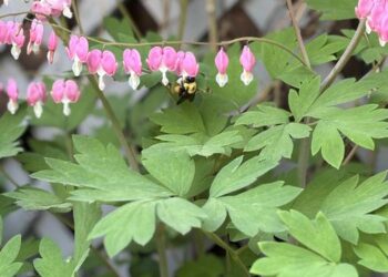 Bombus griseocollis
