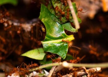 Leafcutter ants and a leaf