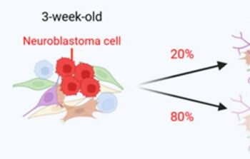 Spontaneous regression-like phenomenon in Th-MYCN mice