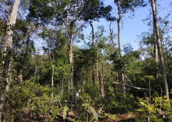 Fire and agriculture drive soil degradation in the southern Brazilian Amazon