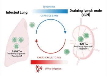 Retrograde migration maintains TRM homeostasis between the lung and draining lymph nodes (dLN) following IAV re-infection.