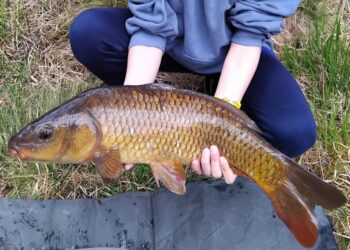 Carp Image