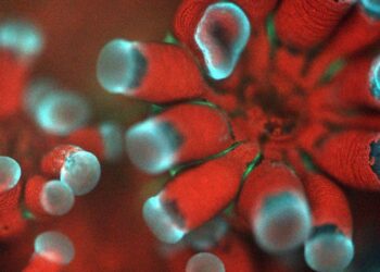 Microscope image of the coral Stylophora pistillata