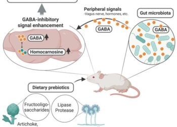 Prebiotics-Induced Gut GABA: A Potential Therapeutic Approach for GABA-Related Brain Disorders