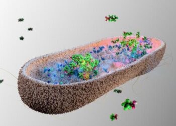 Gut microbes could protect us from toxic ‘forever chemicals’