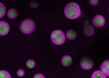 Princeton nucleolus mapping tool
