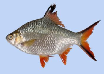 Photo of the confirmed Barbonymus schwanefeldii (tinfoil barb) specimen caught in Laguna de Bay in 2024