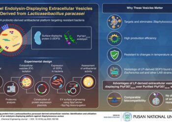 Extracellular vesicles displaying endolysins to specifically target and eliminate Staphylococcus aureus