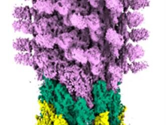 Molecular structure of the bacterial flagellum – a new target in the war against antimicrobial resistance