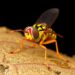 New Insights into Phlebotomus Papatasi Sand Fly Proteome